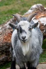 The goat gazes directly at the viewer, showcasing its distinctive grey fur and prominent horns, while surrounded by vibrant greenery and natural elements
