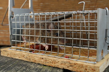 Maus in der Mausefalle