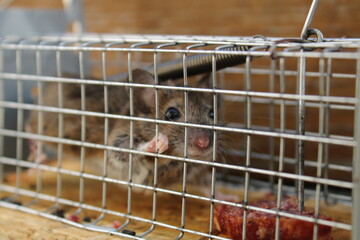 Maus in der Mausefalle