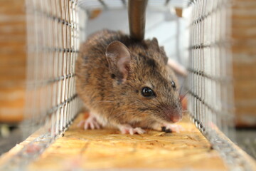Maus in der Mausefalle