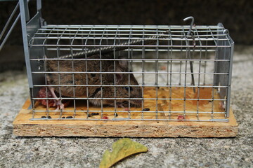 Maus in der Mausefalle