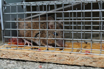 Maus in der Mausefalle