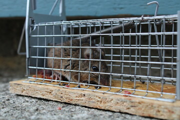 Maus in der Mausefalle