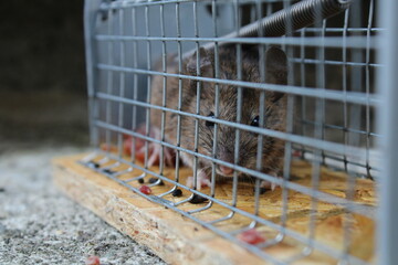 Maus in der Mausefalle