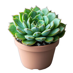 Fleshy Green Succulent