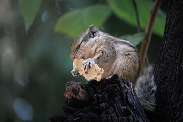 Hungry Squirrel Finds Food In the Wild. Squirrel Sitting Peacefully with Food on Tree Branch