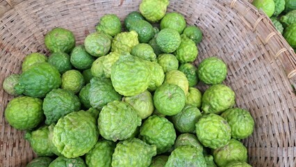 Close up photo of unripe kaffir lime or makrut lime fruit (Citrus hystrix) that still young and green. It has many uses, can make food, produce herbal medicine, health products.