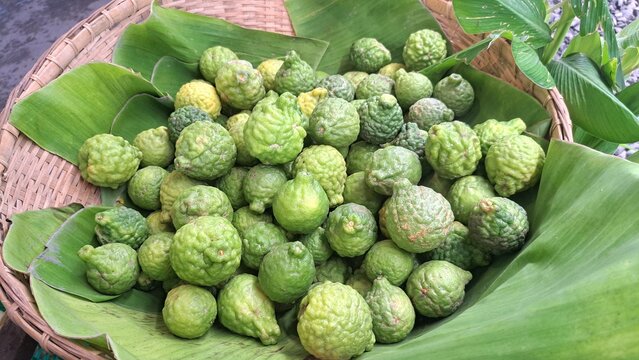 Close up photo of unripe kaffir lime or makrut lime fruit (Citrus hystrix) that still young and green. It has many uses, can make food, produce herbal medicine, health products.