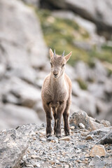 Jeune bouquetin dans les Alpes en France 