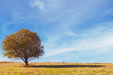 A lone tree in a vast grassy field with a bright blue sky.