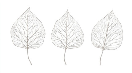 A precise and detailed line drawing depicting three distinctively shaped leaves placed side by side, emphasizing the beauty and uniqueness of natural forms.