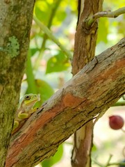 木の隙間のアマガエル