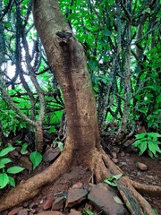 This is big tree trunk 