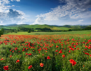 Champ de coquelicots 
