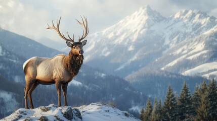 Majestic Elk on Snowy Hill with Mountain Background