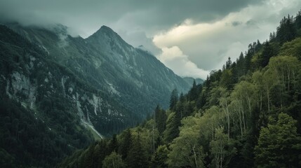 Fototapeta premium Lush, misty forested mountains with tall pine trees rising into the cloudy sky, emanating a serene and mysterious atmosphere.