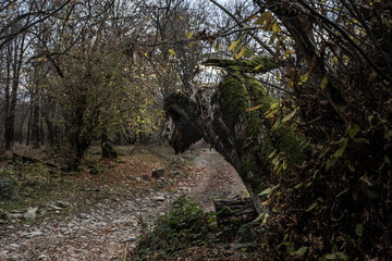 tree with moss on roots in a green forest or moss on tree trunk. Tree bark with green moss. Azerbaijan nature.