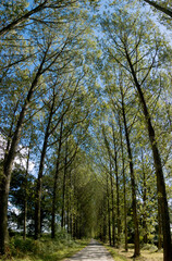 Fototapeta premium avenue of alder trees road footpath