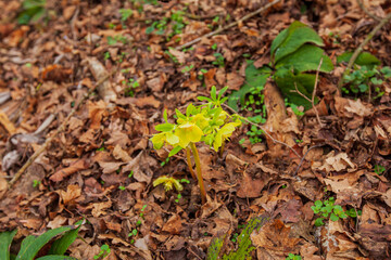 Bright yellow wild plant emerges from a bed of fallen brown leaves, highlighting nature's resilience in a forest setting.