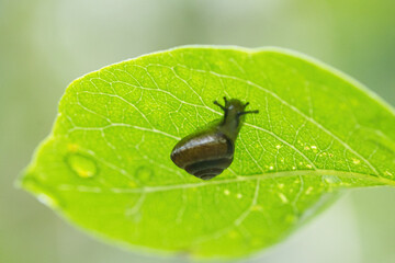 small snail under a leaf, very tiny snail, veins of a leaf, drop of water on a leaf, bright green leaf from below with snail
