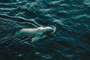 Naklejka premium A polar bear gracefully swims through the dark, rippled waters, its white fur contrasting beautifully against the deep blue surroundings.