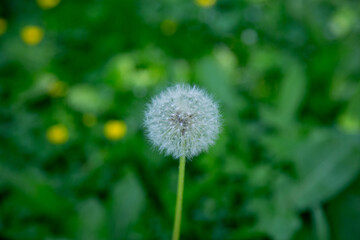 dmuchawce, kwiat, charakter, roślin, zieleń, nasienie © Alina