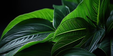 Obraz premium close up of green leaf
