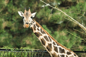 Żyrafa z Warszawskiego Zoo © Pit75Wawa