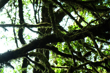 Tropical forest,The forests are abundant, Many kinds of trees in Kew Mae Pan Nature Trail, Doi Inthanon National Park, the highest point in Thailand