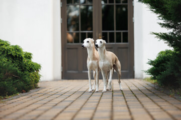 two cute whippet dogs posing in the park together