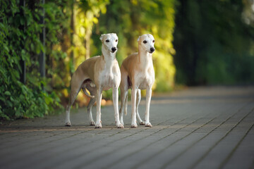 two cute whippet dogs standing together in a beautiful garden with sof sunlight
