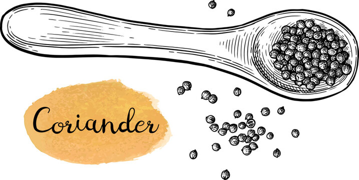 Coriander Drawing Images – Browse 20,652 Stock Photos, Vectors, and ...