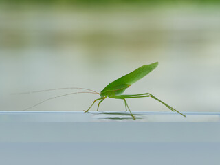 Green grasshopper, insect, animal (Dark Tympanal Katydid., Holochlora nigrotympana)