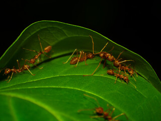 Red ant nest from foliage in the tropical forest.