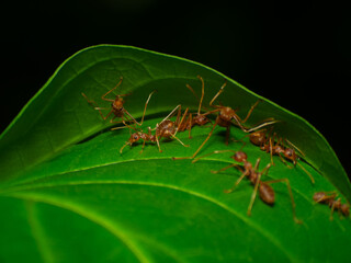 Red ant nest from foliage in the tropical forest.