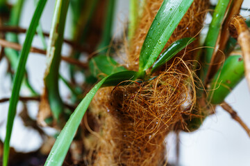 orchid sprout on coconut fiber