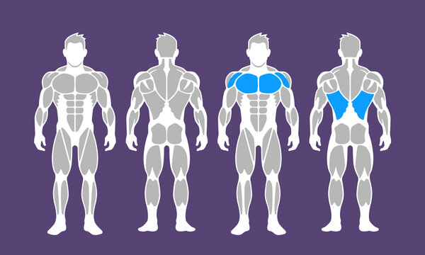 The ultimate male body muscles anatomy in vectors