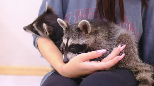 Raccoons living at home play in the room. Tamed young raccoons sit in the arms of a girl, fall asleep and lick her hand. Slow motion video.