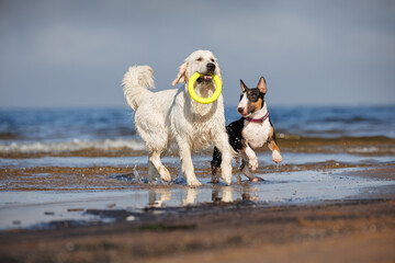 two happy dogs playing with a toy on the beach in water
