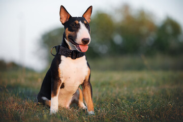 hapy miniature bull terrier puppy in a collar posing outdoors in summer