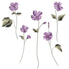 The most delicate flower of Cosmos © Vladimir