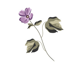 The most delicate flower of Cosmos