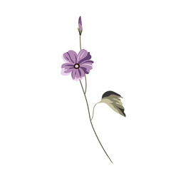 The most delicate flower of Cosmos © Vladimir
