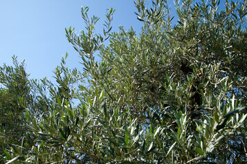 Feuillage d'olivier et ciel bleu