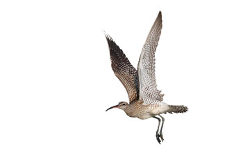 Beautiful flying Numenius Phaseolus isolated on transparent background png file