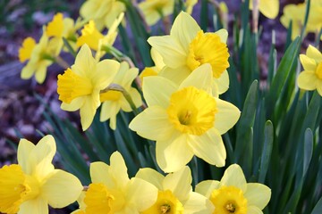 Yellow spring daffodil © Kimberly