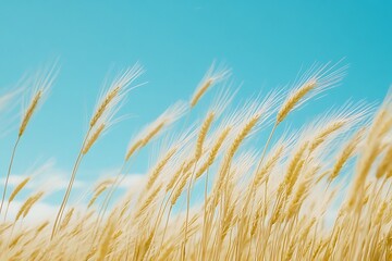Fototapeta premium ears of wheat