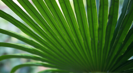 Fototapeta premium palm tree leaves