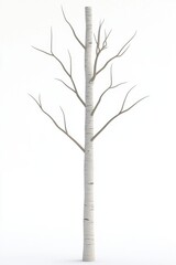 Fototapeta premium Isolated White Birch Tree on Bright Background