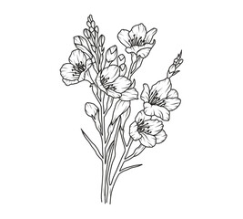 Freesia flower line art. Floral logo hand drawn sketch. Wild bouquet abstract elegant spring leaves. Black vintage botanical floral branch. Vector illustration in outline style